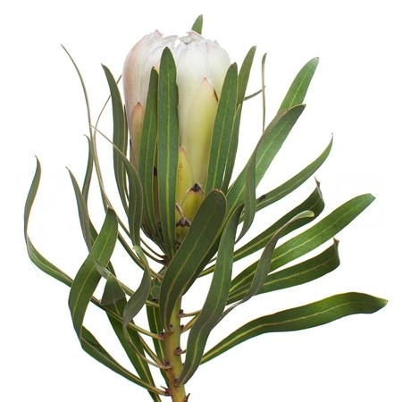 Protea white nights
