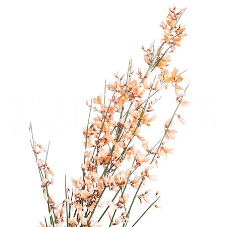 Genista tinted orange
