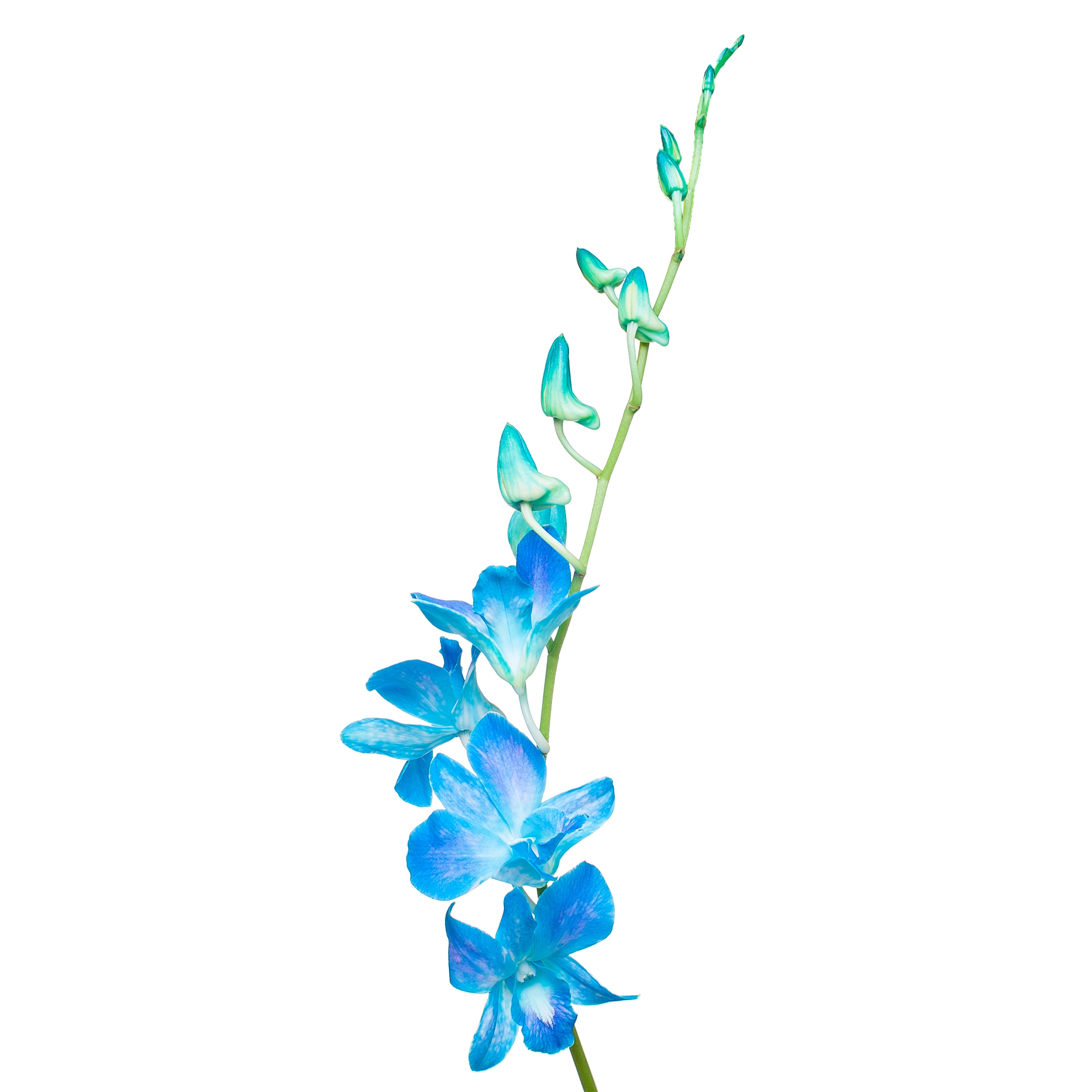 Dendrobium tinted light blue