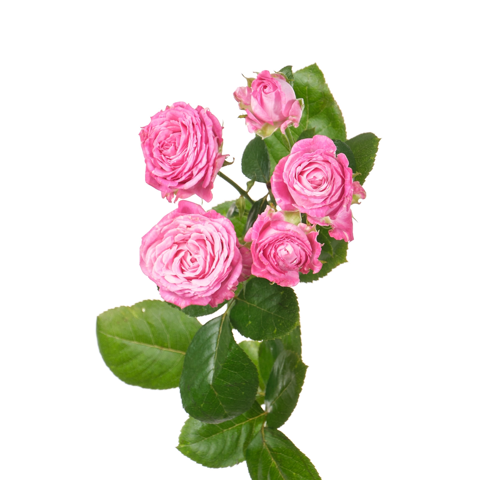 Rose spray lady bombastic | Wholesale flowers, plants and supplies Rose spray lady bombastic