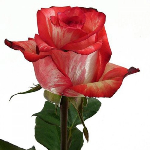 Rose high & twinkle