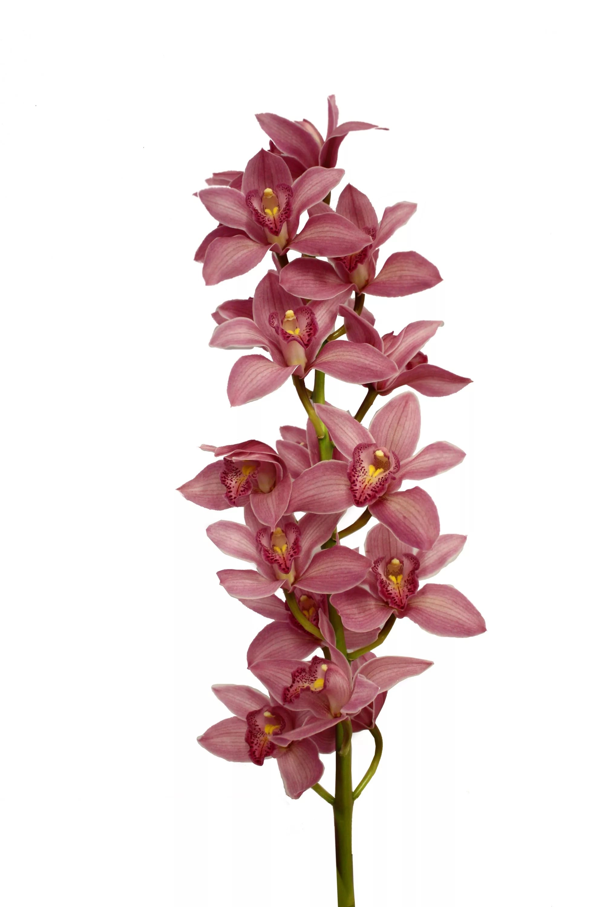 Cymbidium carmen