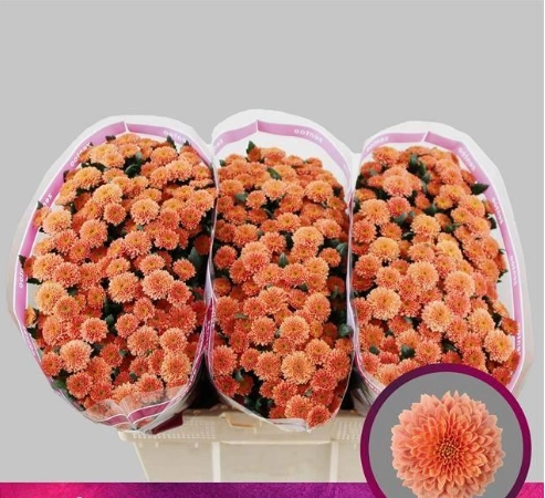 Chrysanthemum santini miller smokey | Wholesale flowers, plants and supplies Chrysanthemum santini miller smokey