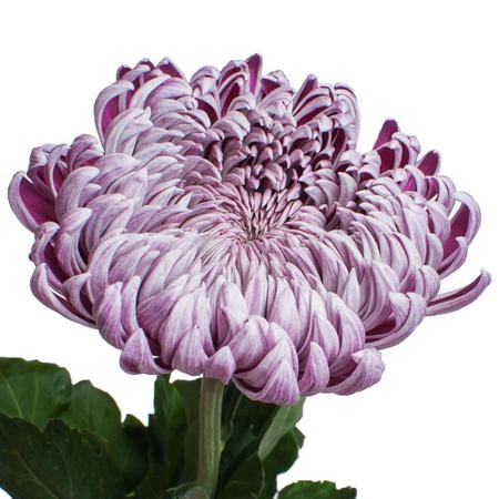 Chrysanthemum gilbert leigh silver
