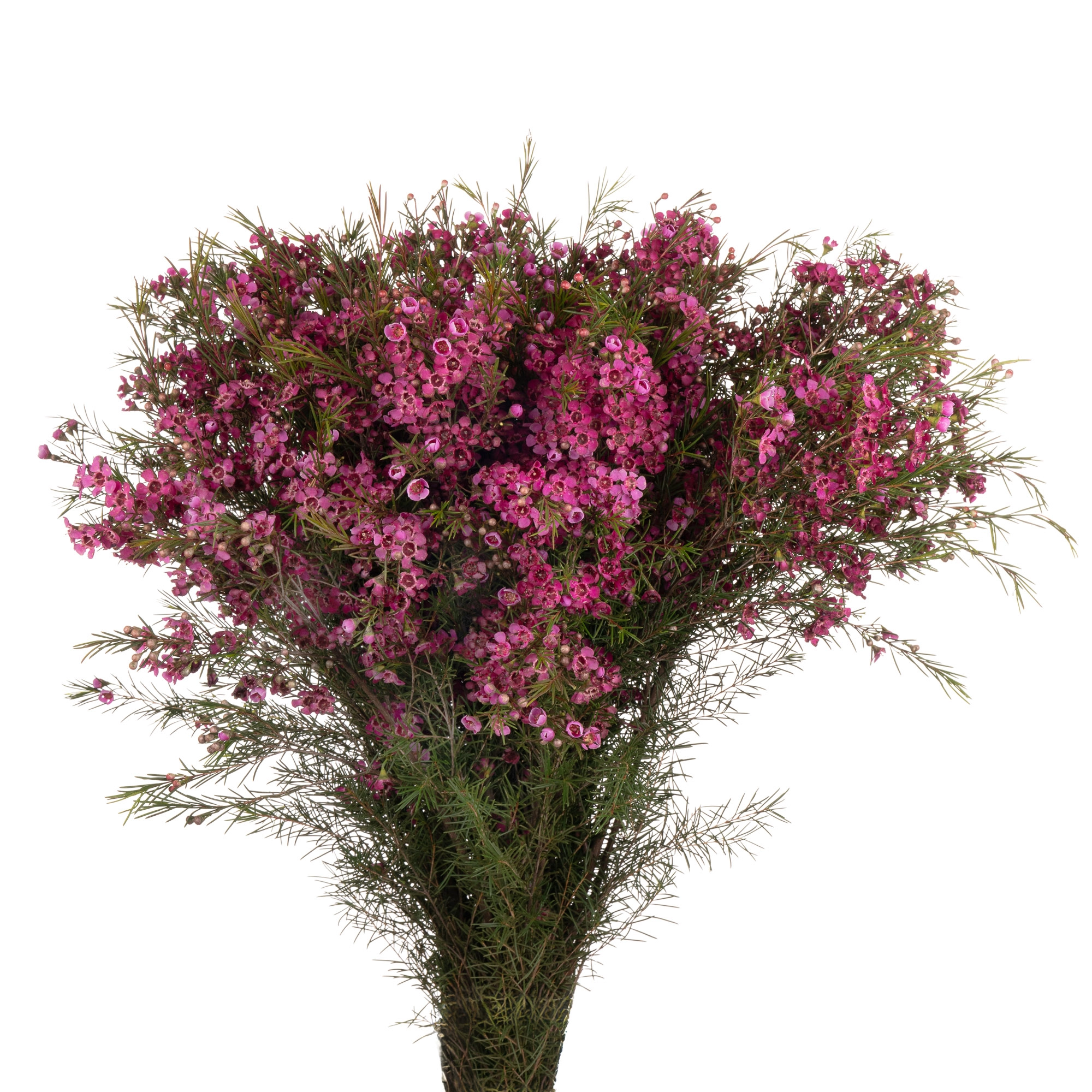 Chamelaucium eden