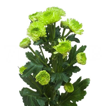 Chrysanthemum spray country | Wholesale flowers, plants and supplies Chrysanthemum spray country