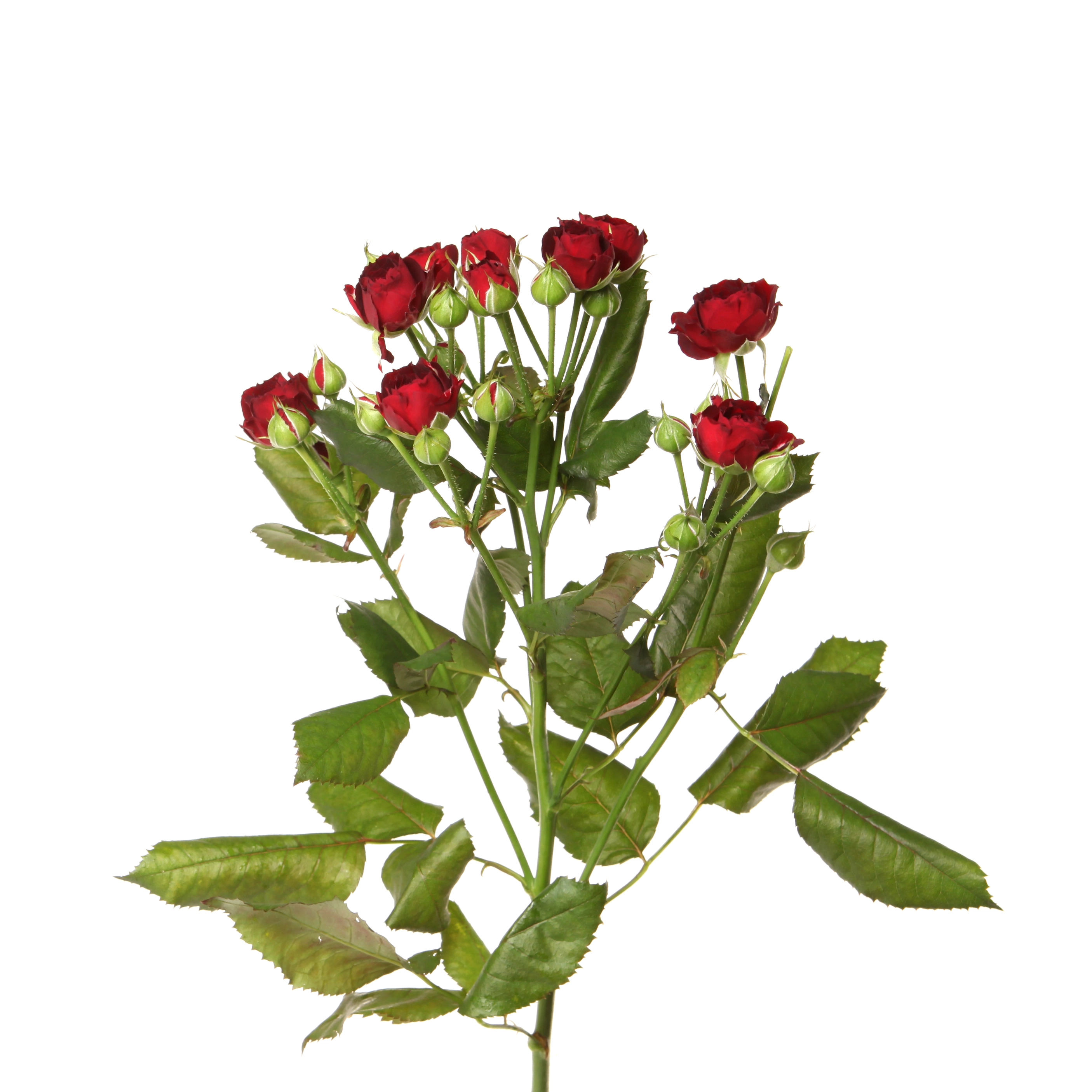 Rose spray red sensation