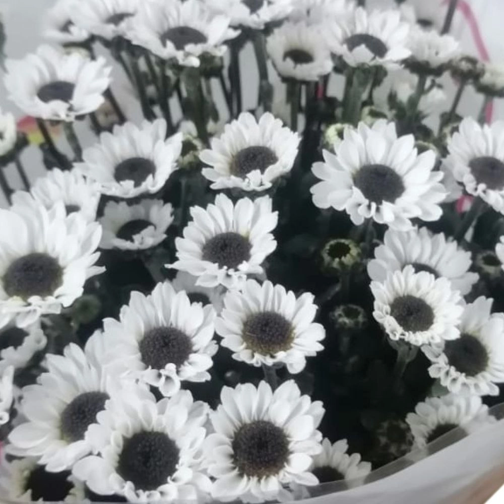 Chrysanthemum spray molly white