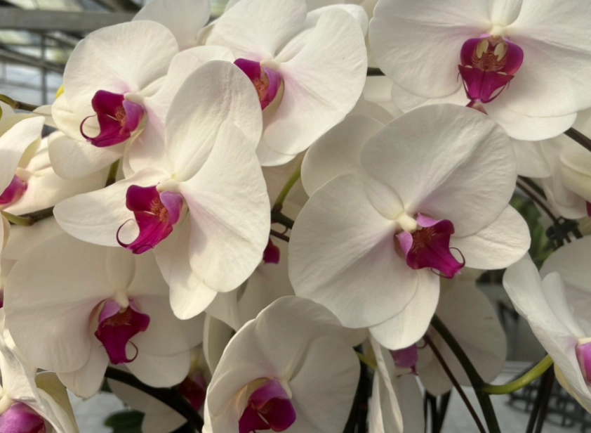 Phalaenopsis white crane
