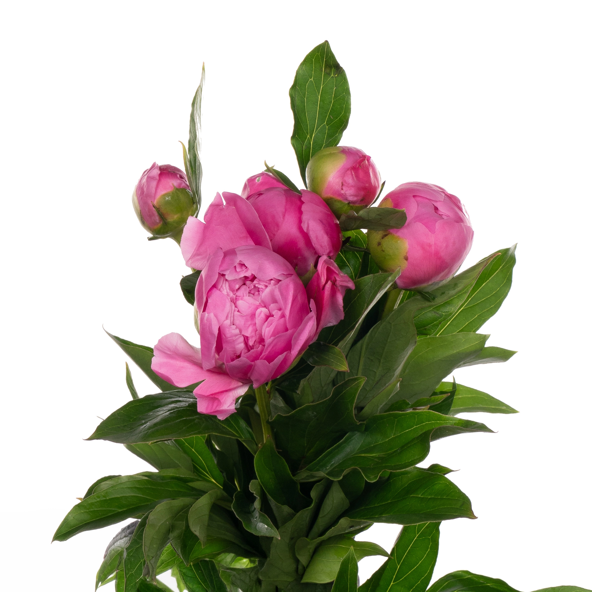 Paeonia monsieur jules elie