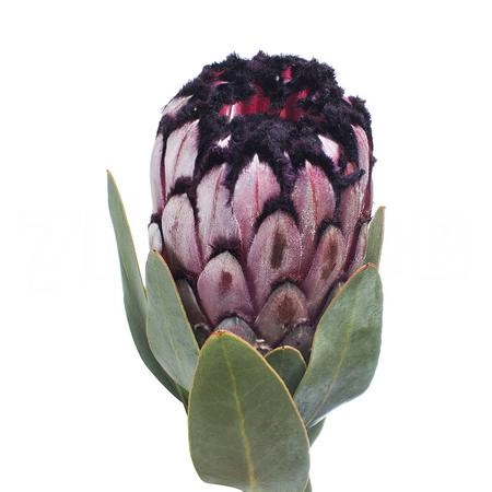 Protea didi