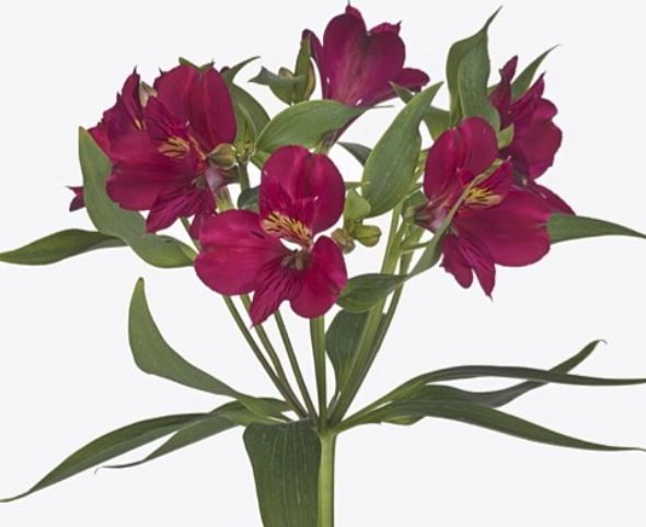 Alstroemeria twingo