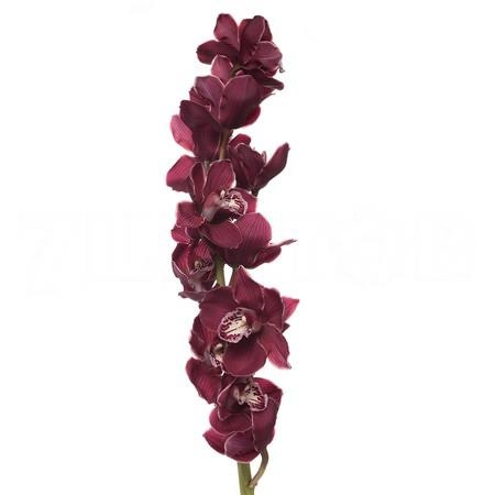 Cymbidium fireglow charlotte