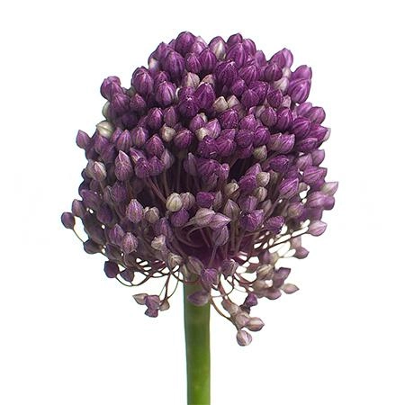 Allium pink lady