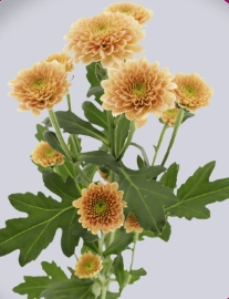 Chrysanthemum santini miller salmon