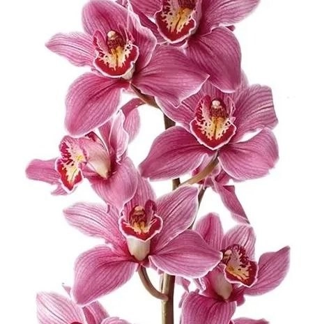 Cymbidium pops pink