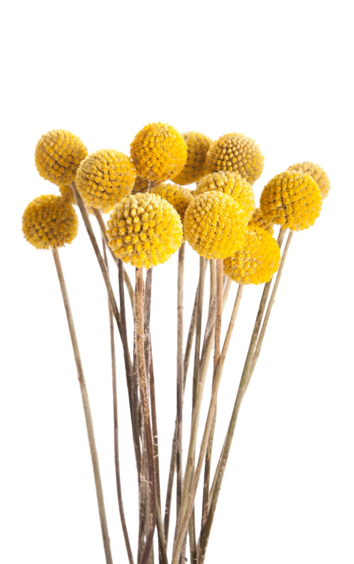 Craspedia yellow | Wholesale flowers, plants and supplies Craspedia yellow