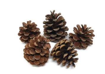 Cone Pinus 10 kg