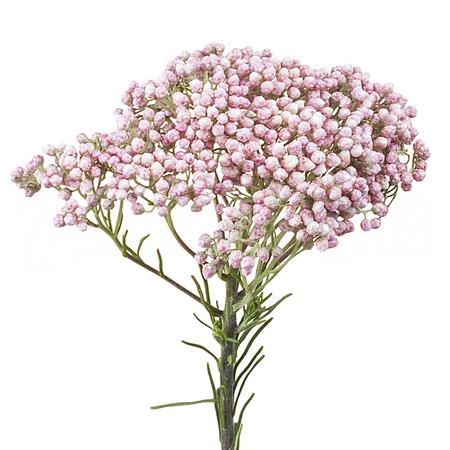 Ozothamnus victoria pink