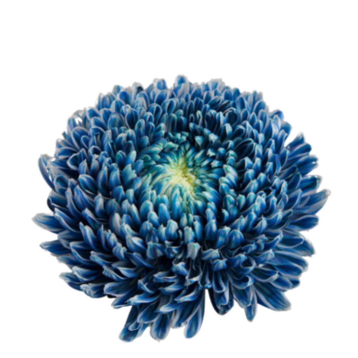 Chrysanthemum tinted pale navy