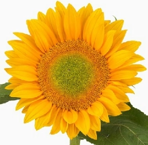 Helianthus vincents fresh | Wholesale flowers, plants and supplies Helianthus vincents fresh