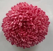 Chrysanthemum single tinted lava red