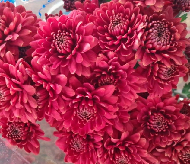 Chrysanthemum spray tuscana