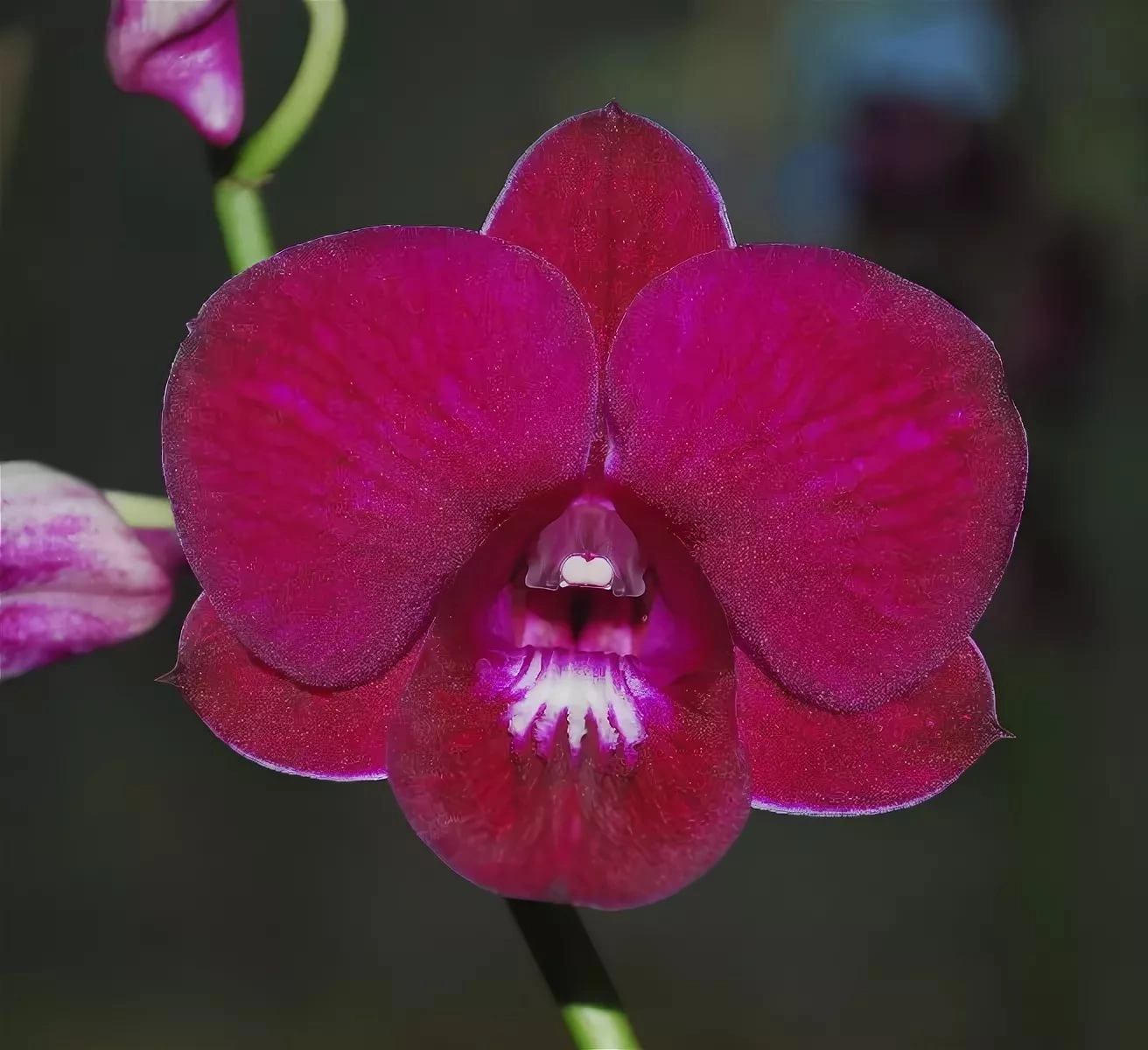 Dendrobium red bull