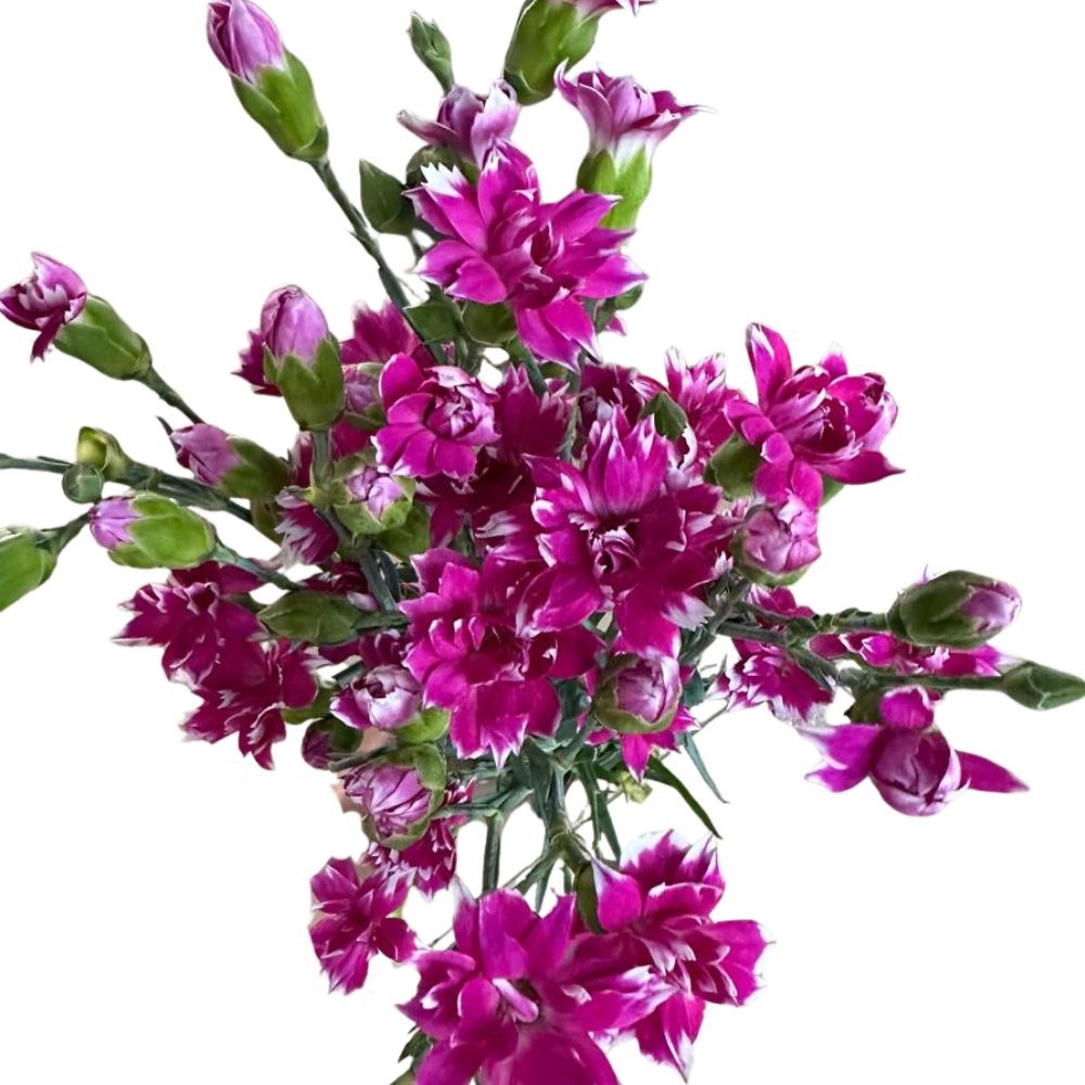 Carnation spray solomio star fruitty tessino