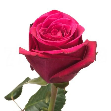 Rose roseberry