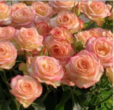 Rose spray jezebel