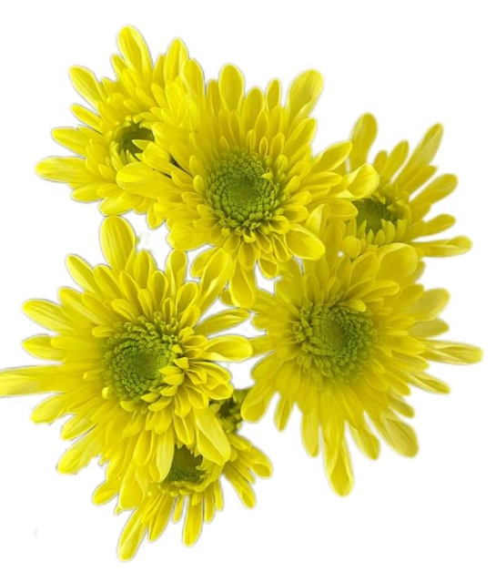 Chrysanthemum santini rui yellow | Wholesale flowers, plants and supplies Chrysanthemum santini rui yellow