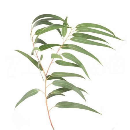 Blad Eucalyptus globulus