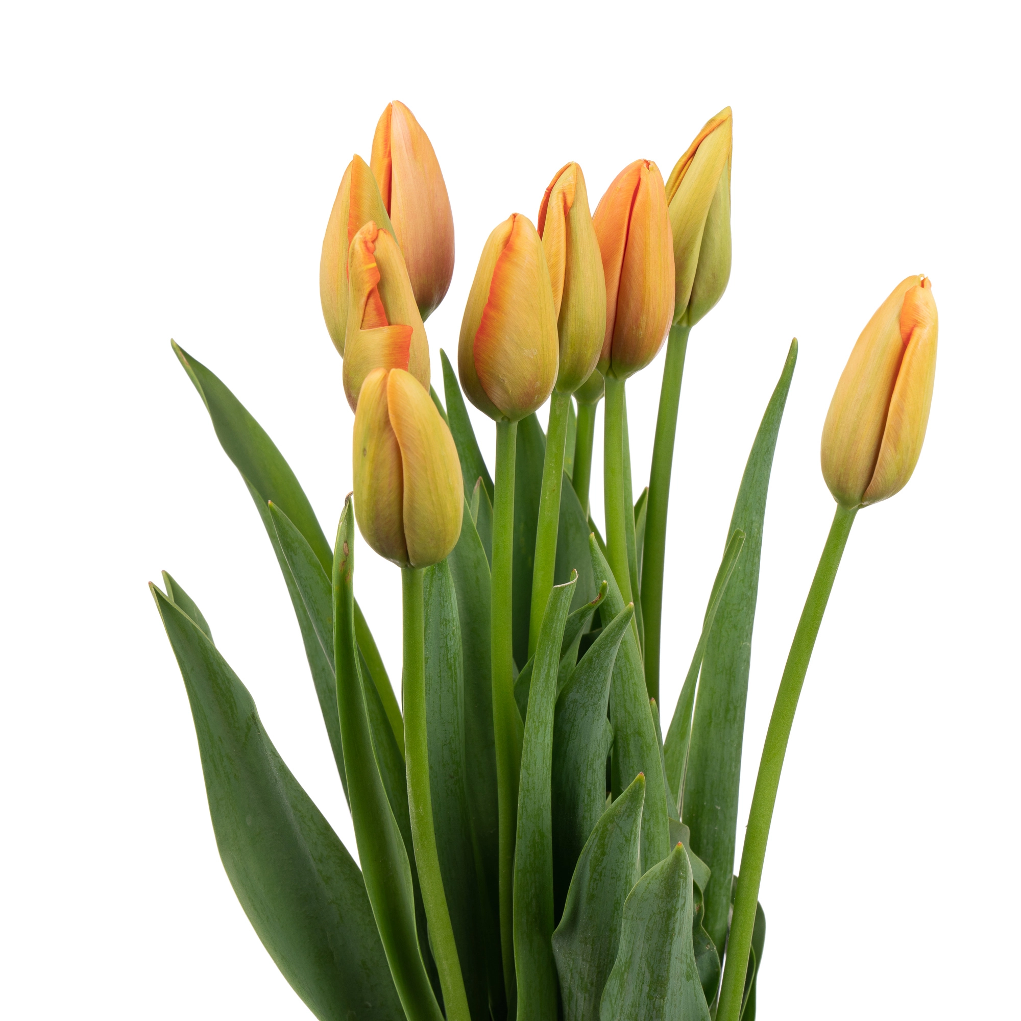 Tulip fringed avignon