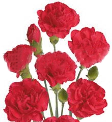 Carnation Spray sebas | Wholesale flowers, plants and supplies Carnation Spray sebas