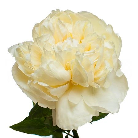 Paeonia lemon chiffon