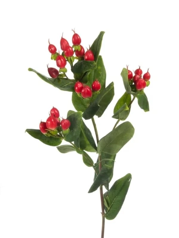 Hypericum coco diablo