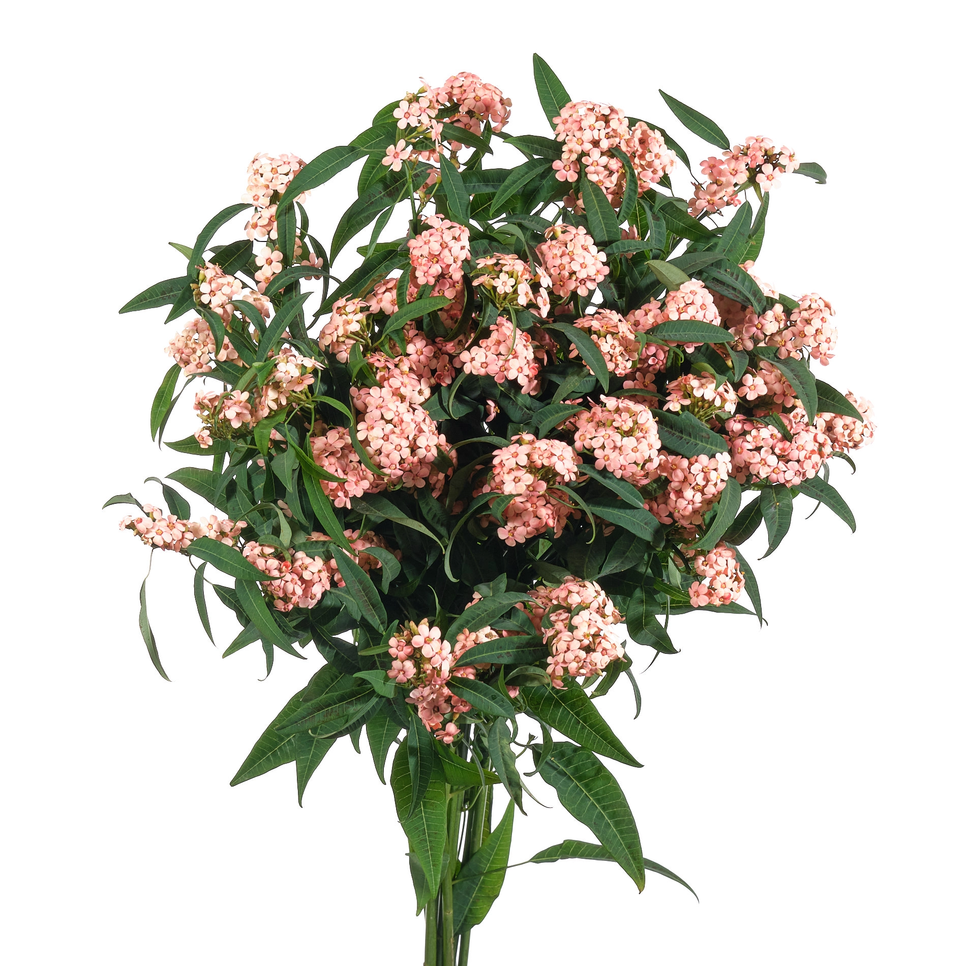 Euphorbia pink baron