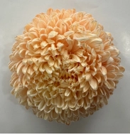 Chrysanthemum tinted light orange