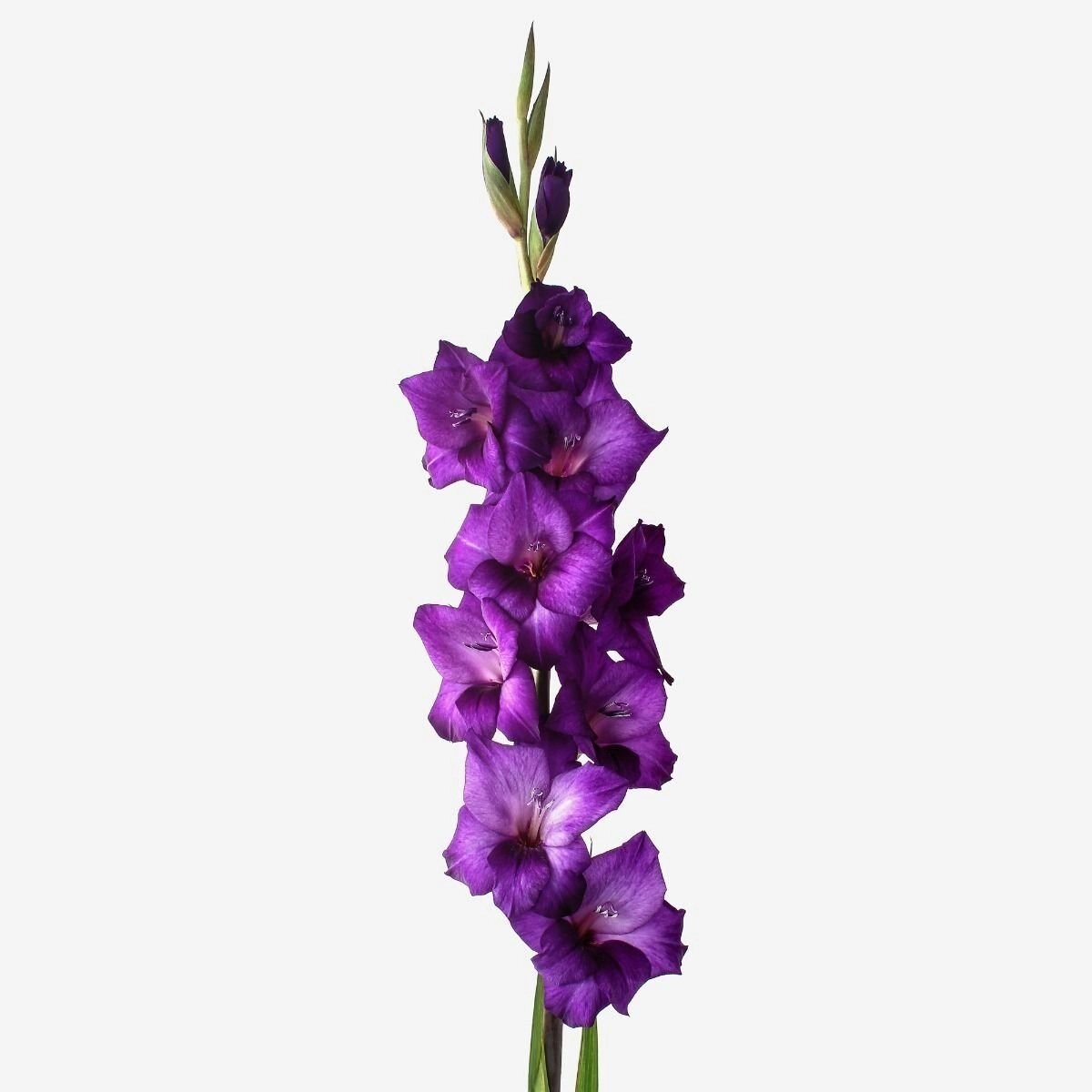 Gladiolus purple flora