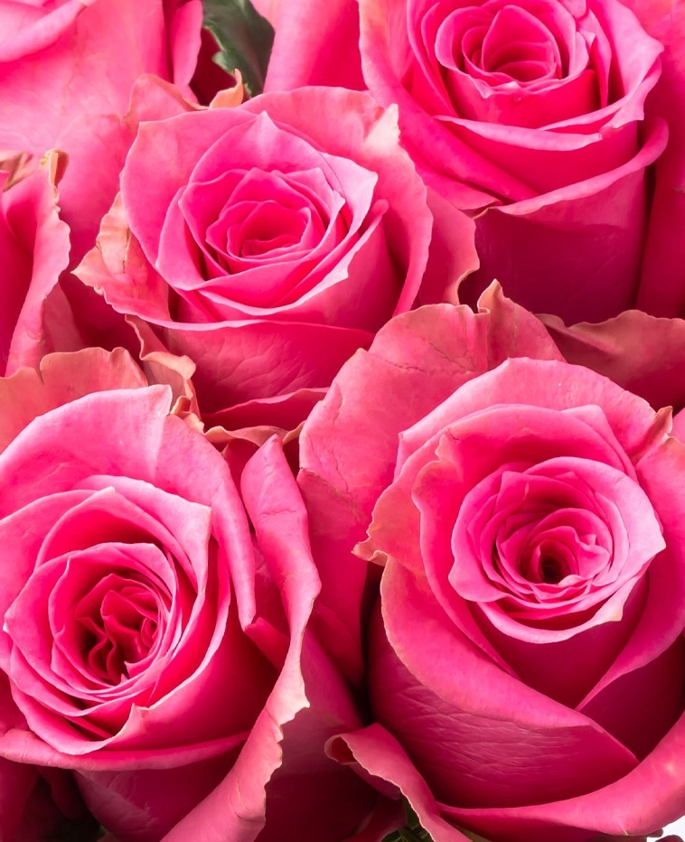 Rose anakyra | Wholesale flowers, plants and supplies Rose anakyra