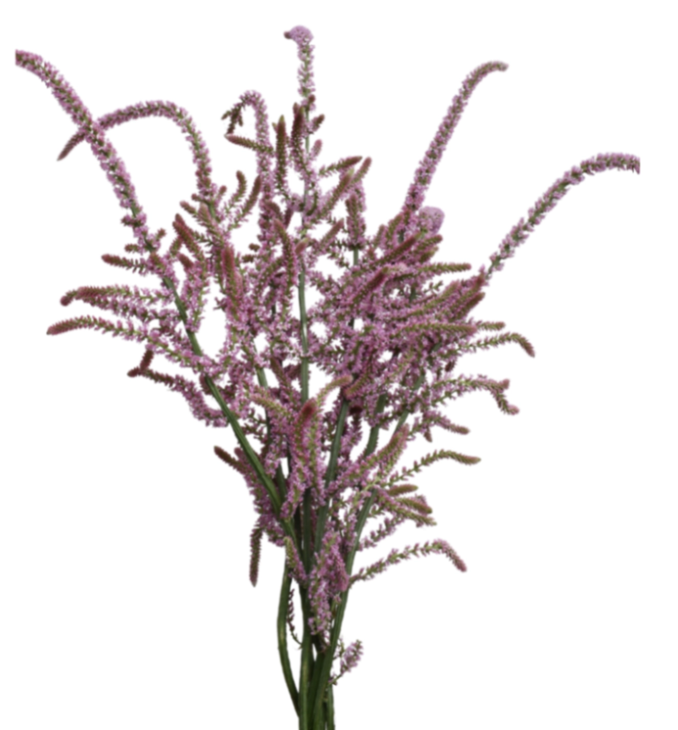 Limonium pink poker