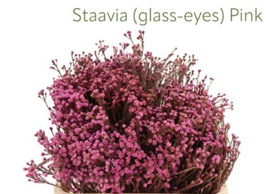 Kaaps staavia pink
