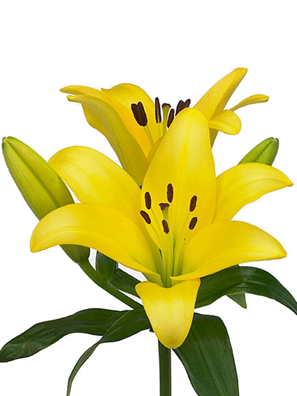 Lilium la-hybrid rodin