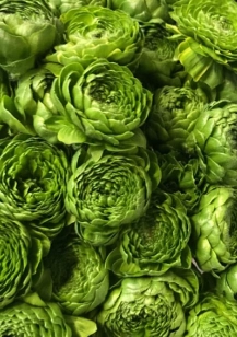Ranunculus ponpon green