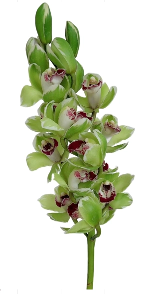 Cymbidium azure dragon