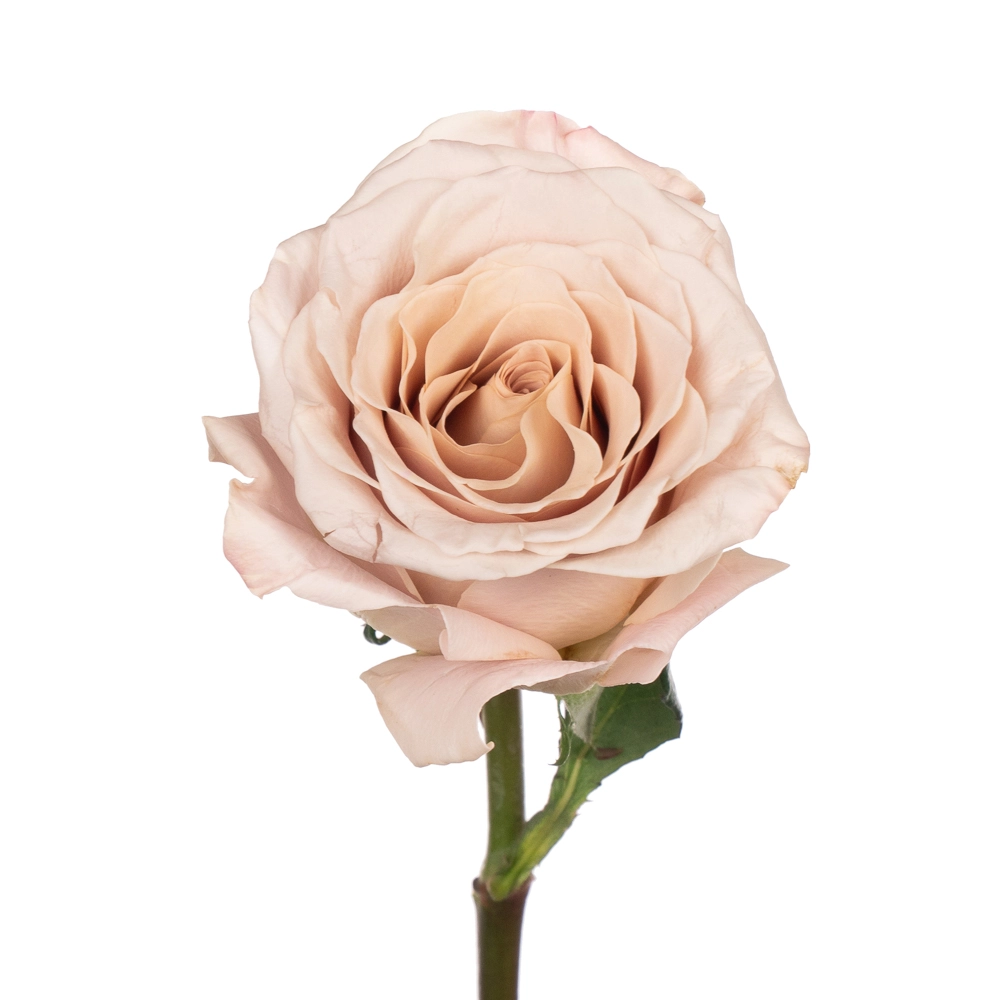 Rose menta