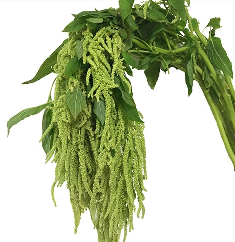 Amaranthus green