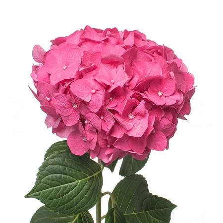 Hydrangea glowing alps pink