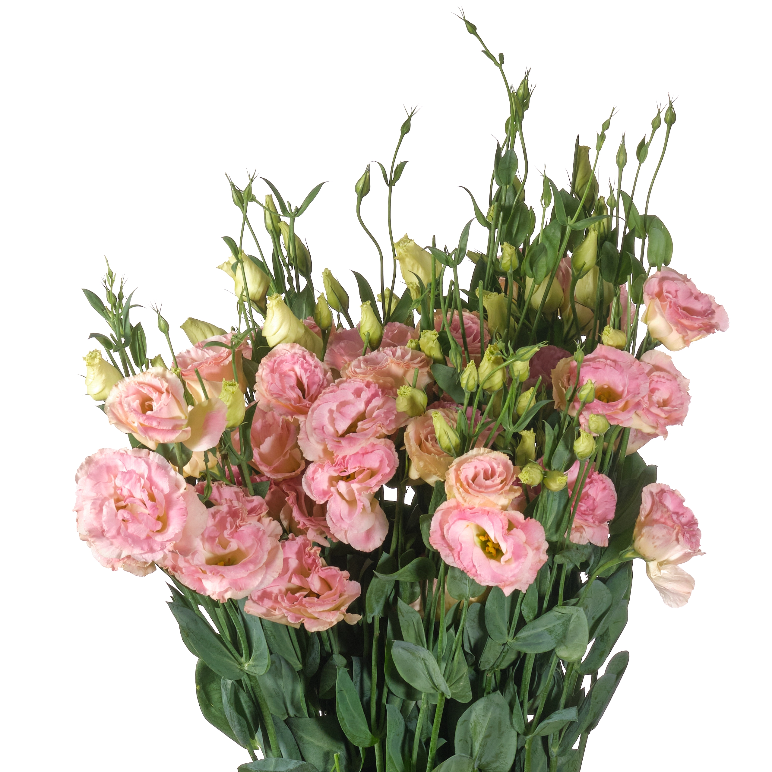 Eustoma champagne
